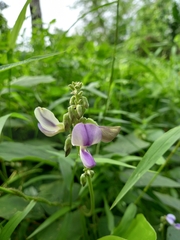 Neustanthus phaseoloides