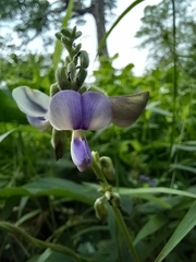 Neustanthus phaseoloides