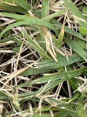 Aiolopus thalassinus tamulus