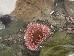 Urticina clandestina