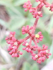 Cissus erosa