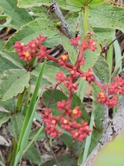 Cissus erosa