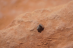 Phidippus asotus