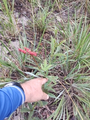 Cissus erosa