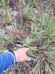 Cissus erosa