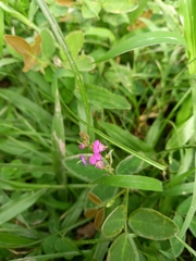 Desmodium scorpiurus