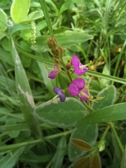 Desmodium scorpiurus