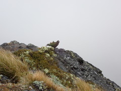 Nestor notabilis