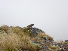 Nestor notabilis