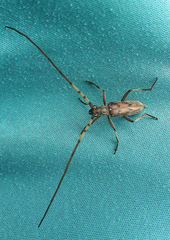 Didymocantha obliqua