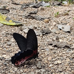 Papilio alcmenor