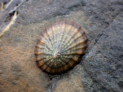 Cellana strigilis