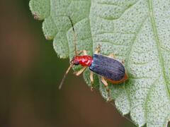 Trichobalya bowringii