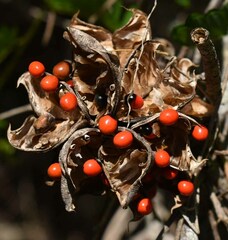 Abrus precatorius africanus