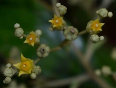 Argophyllum nullumense