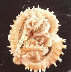 Amphipholis squamata