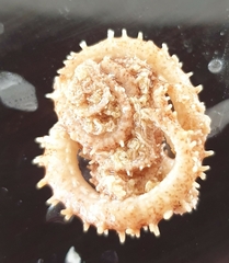 Amphipholis squamata