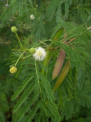 Leucaena