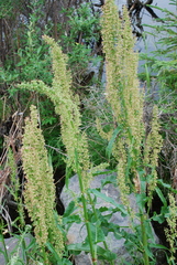 Rumex arcticus