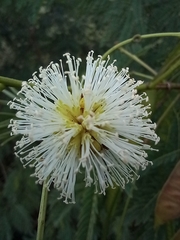 Leucaena
