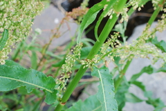 Rumex arcticus