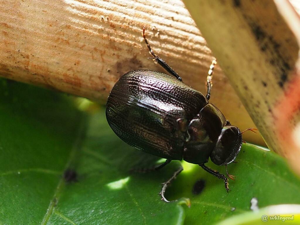 Apogonia splendida from 香港 on May 25, 2017 at 11:28 AM by wklegend ...