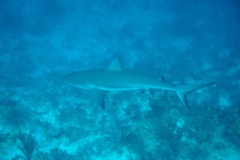 Carcharhinus perezii