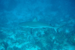 Carcharhinus perezii