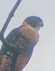Falco deiroleucus