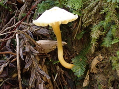 Entoloma murrayi