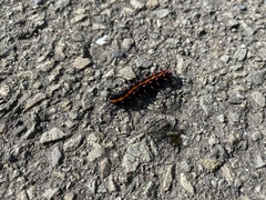 Argynnis hyperbius hyperbius