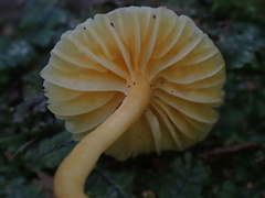 Entoloma murrayi