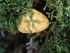 Entoloma murrayi