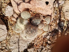 Escobaria chihuahuensis