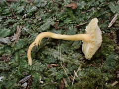 Entoloma murrayi