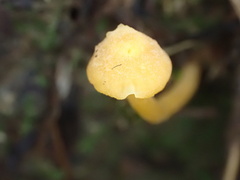 Entoloma murrayi