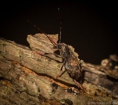 Anthribinae