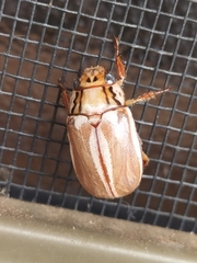 Anoplognathus abnormis