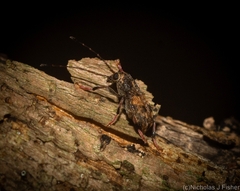 Anthribinae