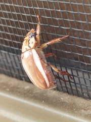 Anoplognathus abnormis