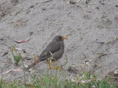 Turdus