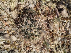 Coryphantha robustispina scheeri