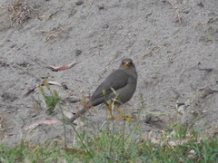 Turdus
