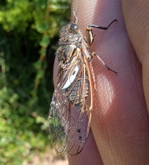 Gelidea torrida