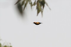 Sericulus chrysocephalus