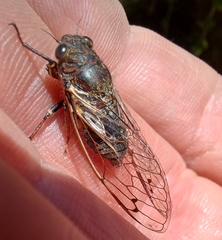Gelidea torrida