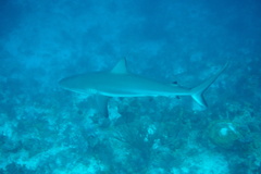 Carcharhinus perezii