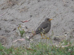 Turdus