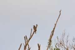 Sericulus chrysocephalus