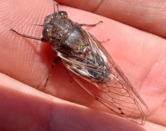 Gelidea torrida